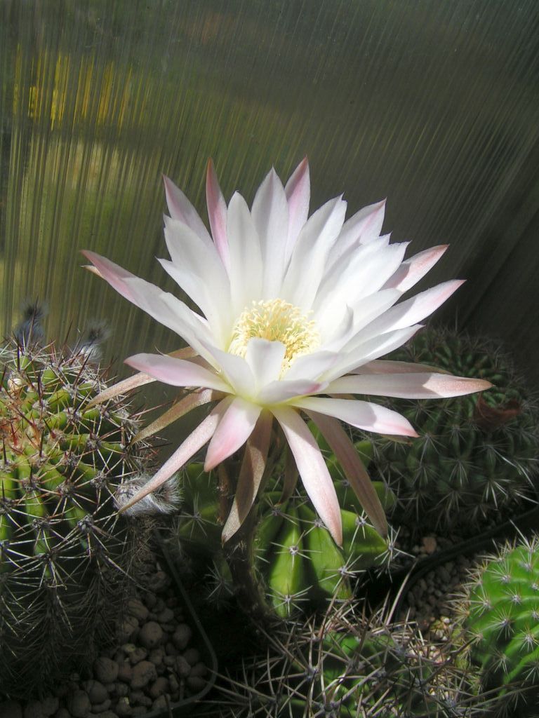 Echinopsis melamopotamica